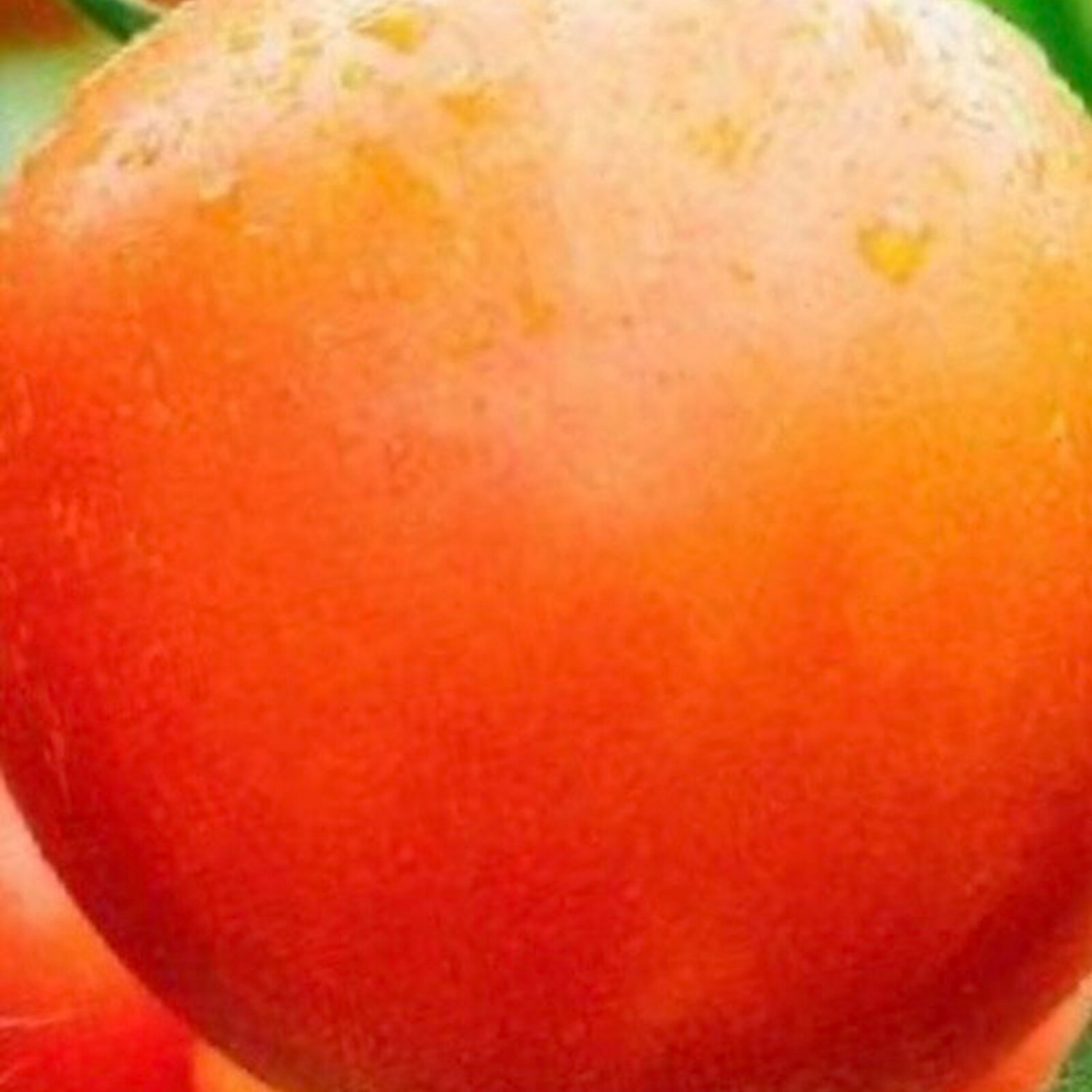 Moneymaker Tomato Seeds