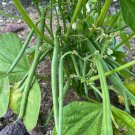 Momentum Bush Bean Seeds