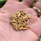 Cat Grass Seeds Container Variety