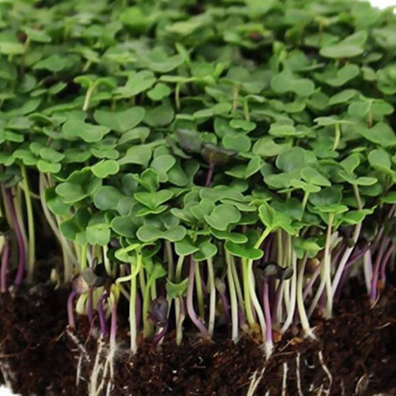 Basic Salad Mix Micro Greens Seeds