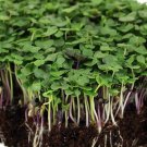 Basic Salad Mix Micro Greens Seeds
