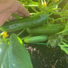 Diva Burpless Cucumber Seeds