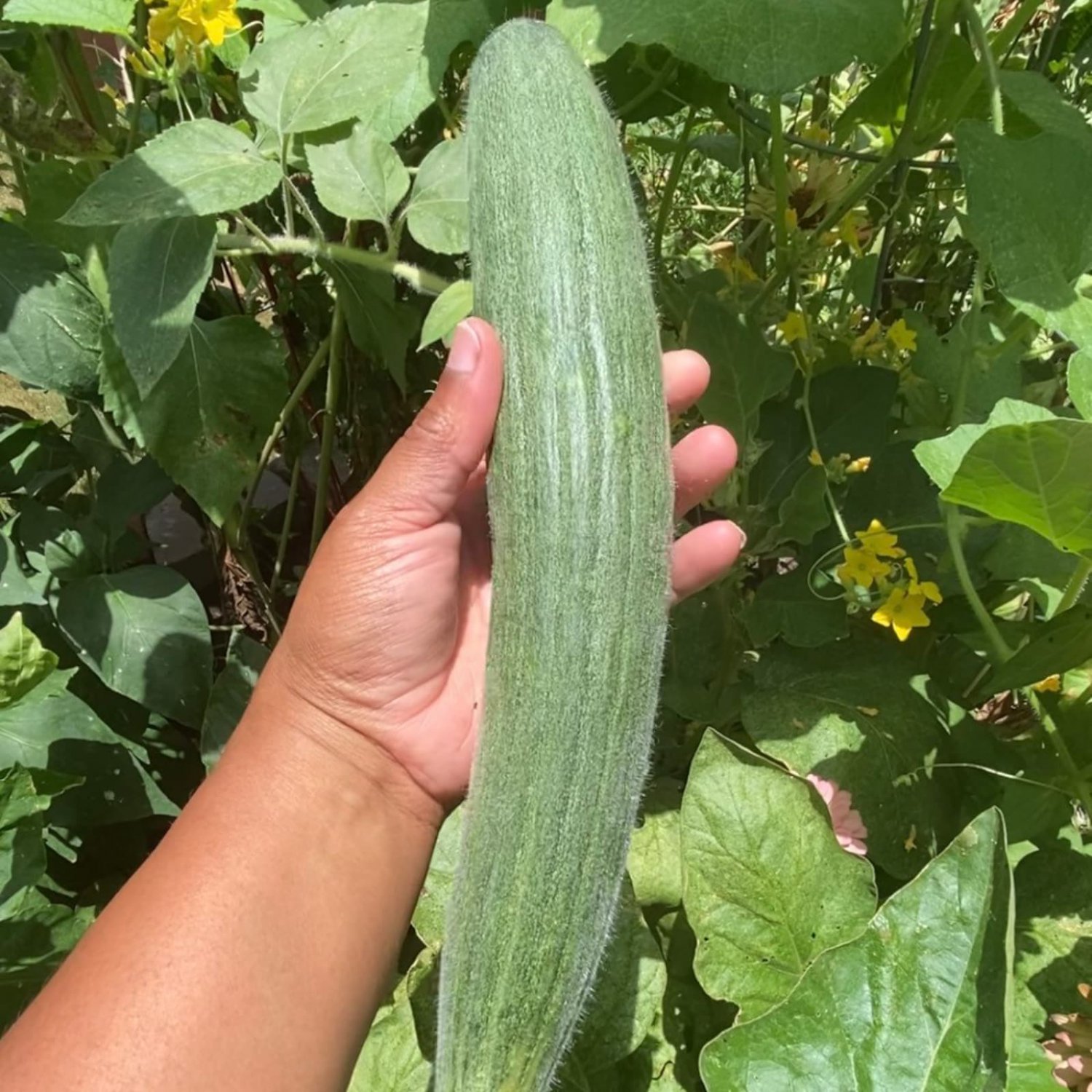 Armenian Cucumber Seeds Mix