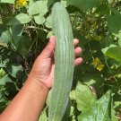 Armenian Cucumber Seeds Mix