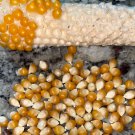 Yellow Popcorn Seeds Zea Mays