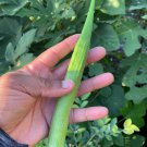 Perkins Long Pod Okra Seeds