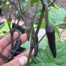 Purple Hot Cayenne Pepper Seeds