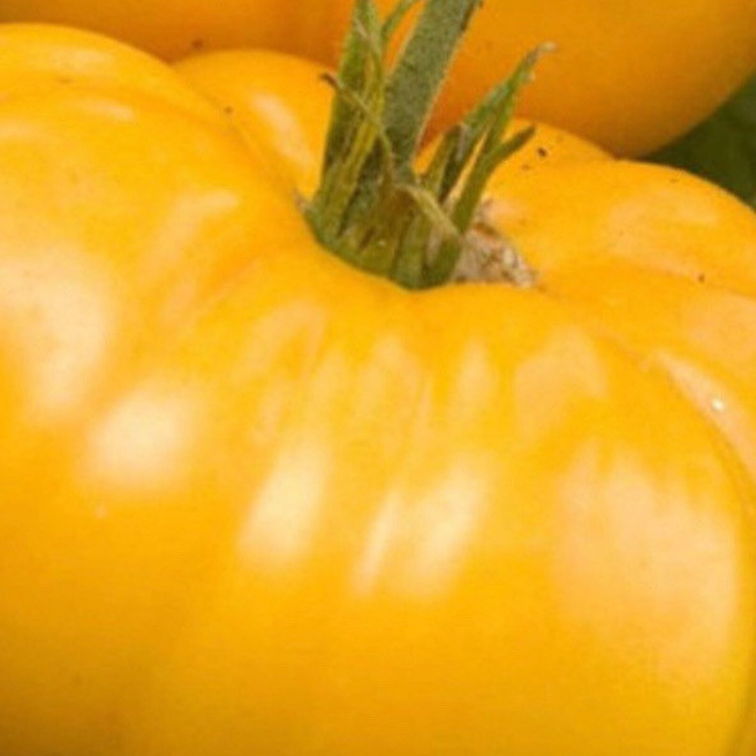 Yellow Brandywine Tomato Seeds