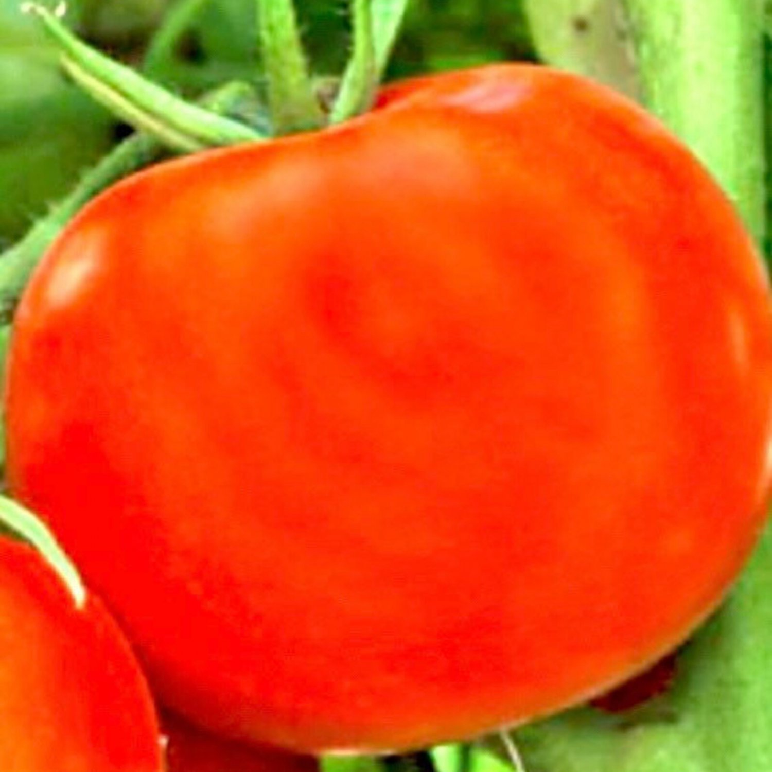 Rutger&acirc;��S Tomato Seeds