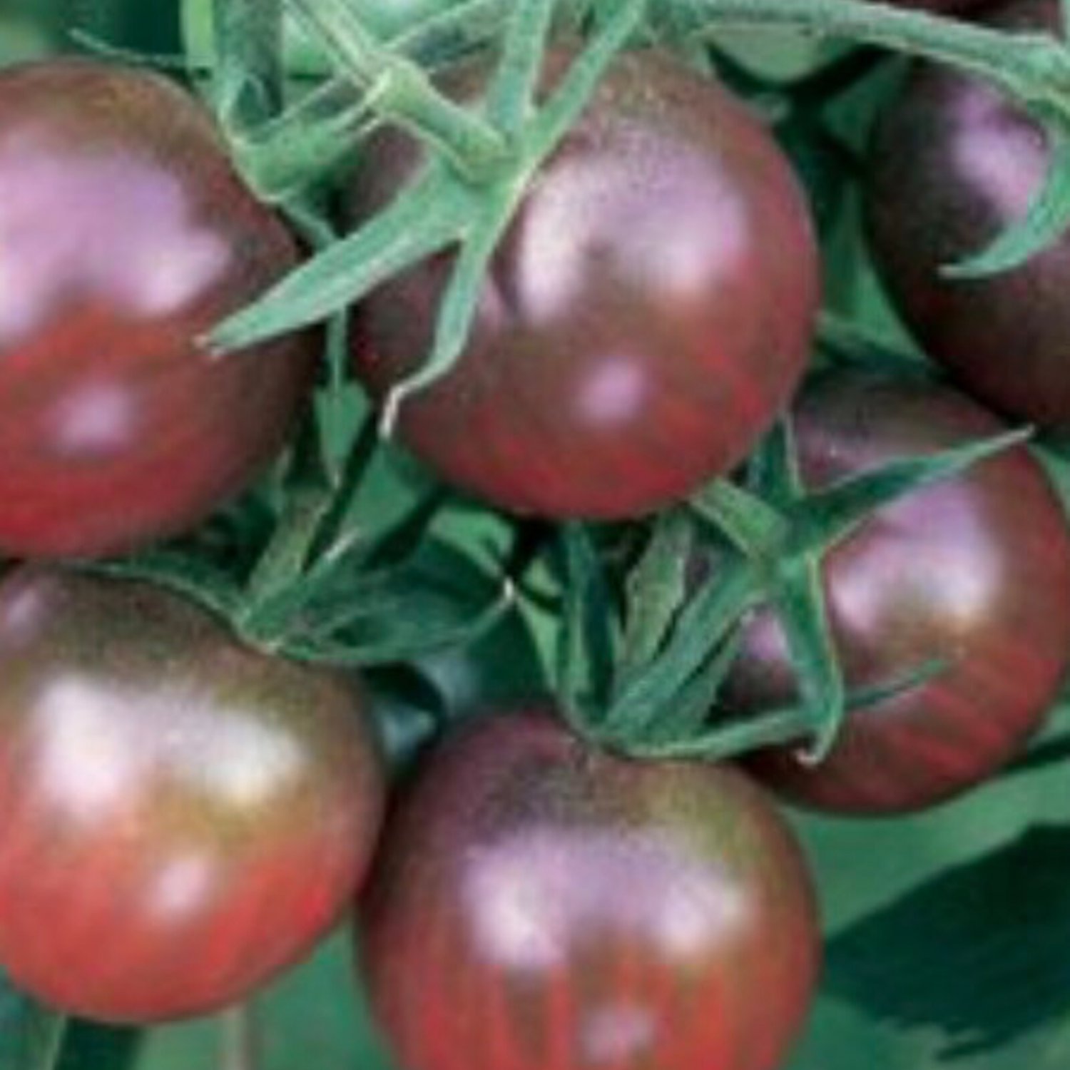 Chocolate Cherry Tomato Seeds