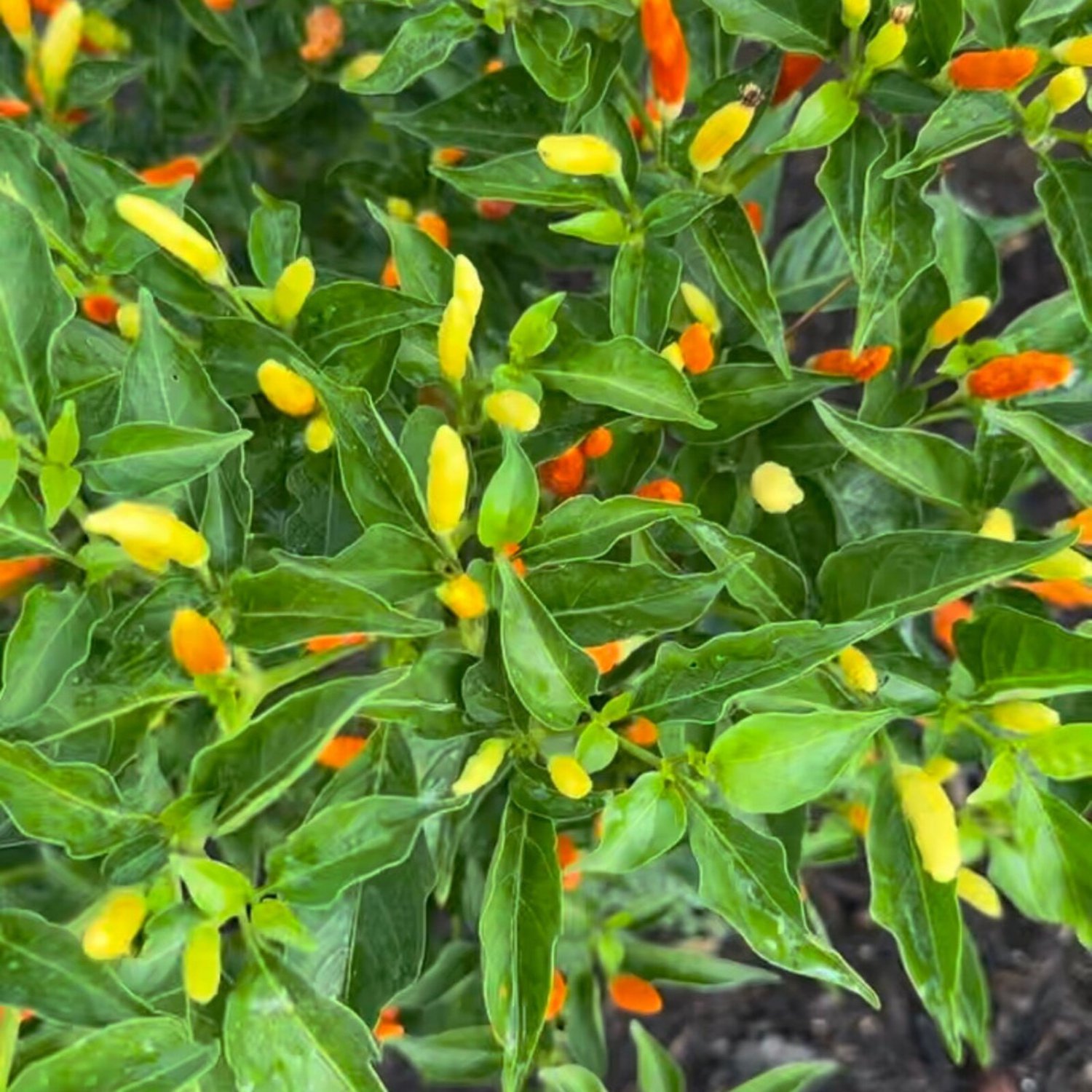 Tabasco Pepper Seeds