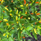 Tabasco Pepper Seeds