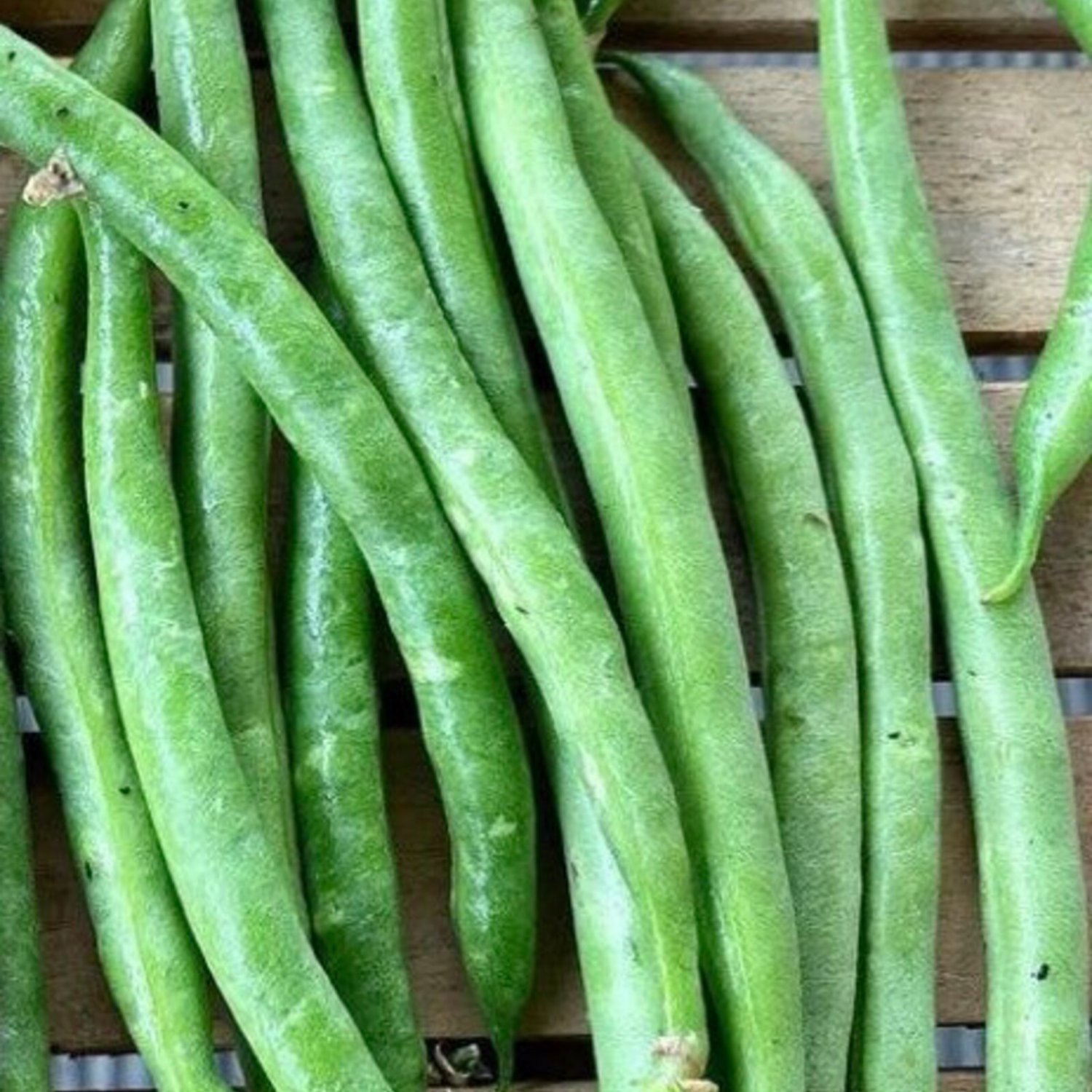 Provider Bush Bean Seeds