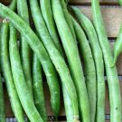 Provider Bush Bean Seeds
