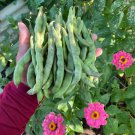 Rattlesnake Pole Bean Seeds