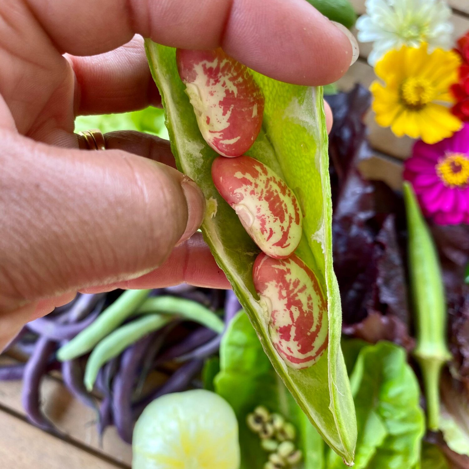 Speck Calico Lima Pole Bean Seeds