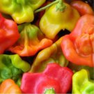 Cambuchi Hot Pepper Seeds