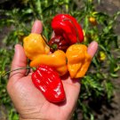 Habanero Pepper Seeds Rainbow Mix