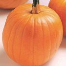 Jack O' Lantern Pumpkin Seeds