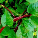 Red Stem Malabar Spinach Seeds