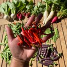 Cayenne Pepper Seeds