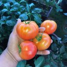Bodacious Tomato Seeds