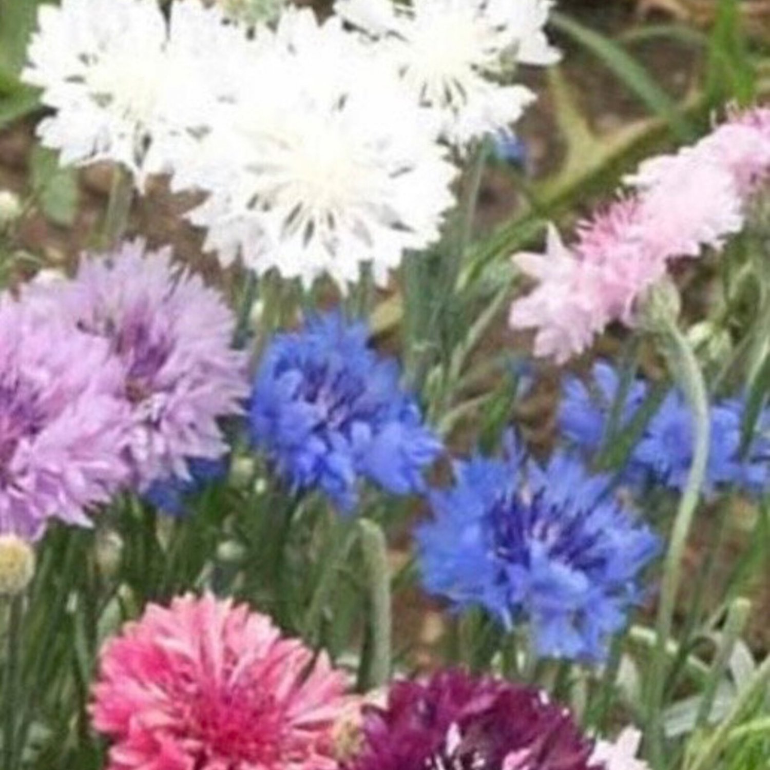Bachelor Button Mix Seeds