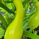 Crookneck Yellow Summer Squash Seeds