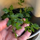 Italian Parsley Seeds