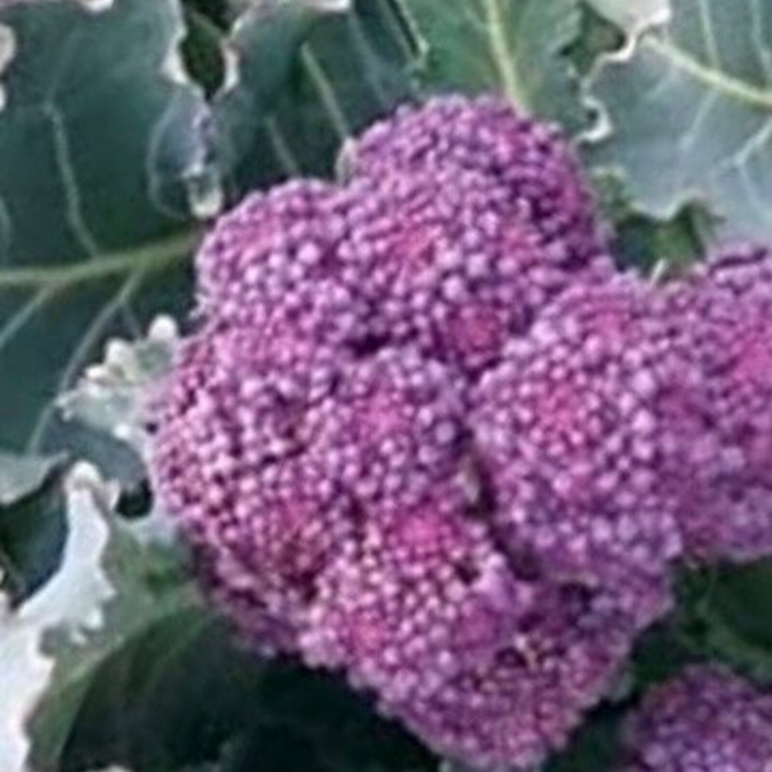 Early Purple Sprouting Broccoli Seeds