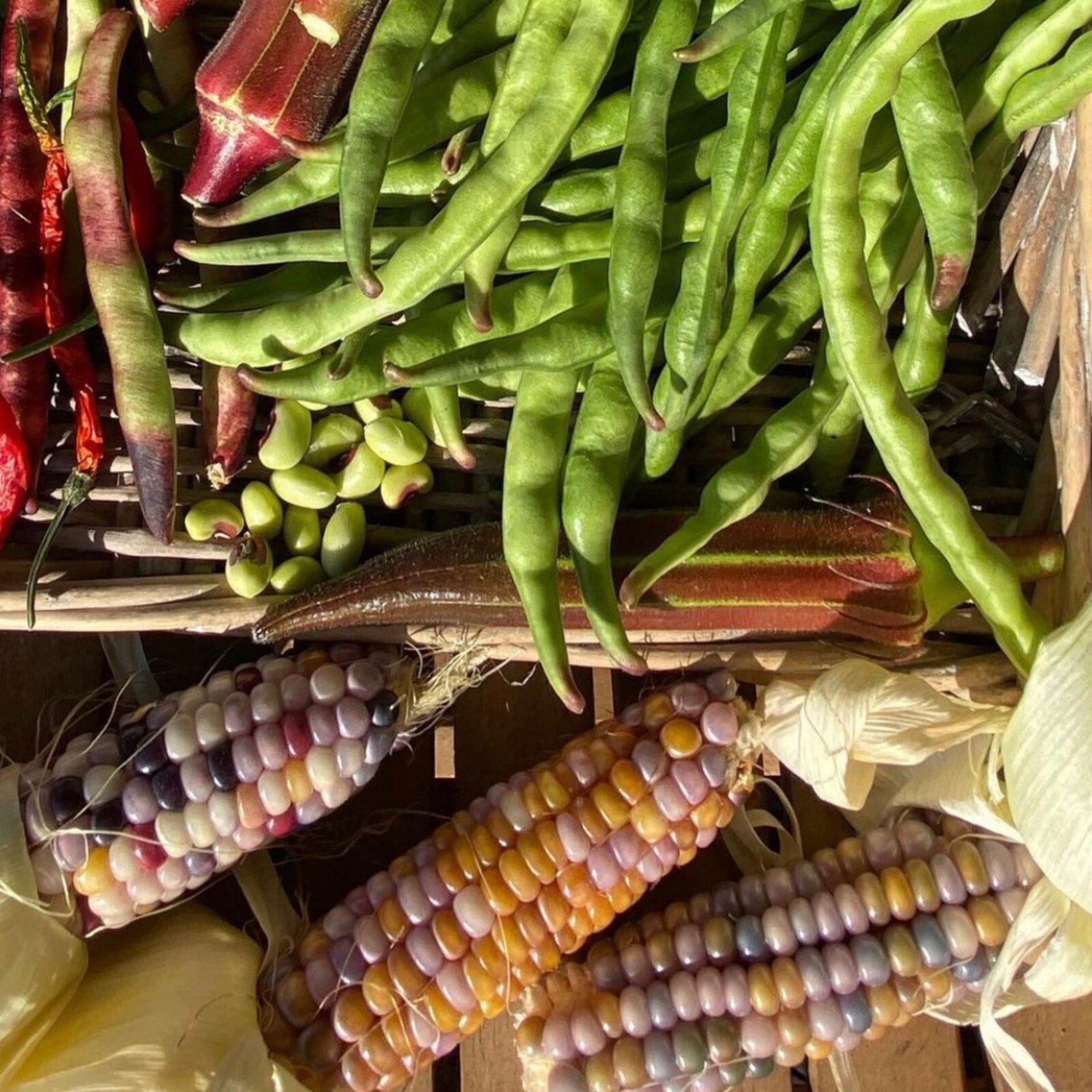 Rainbow Ornamental Corn Seeds Indian Corn