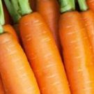 Scarlet Nantes Carrot Seeds