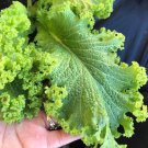 Southern Giant Cur Mustard Seeds