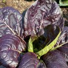 Red Tatsoi Mustard Green Seeds