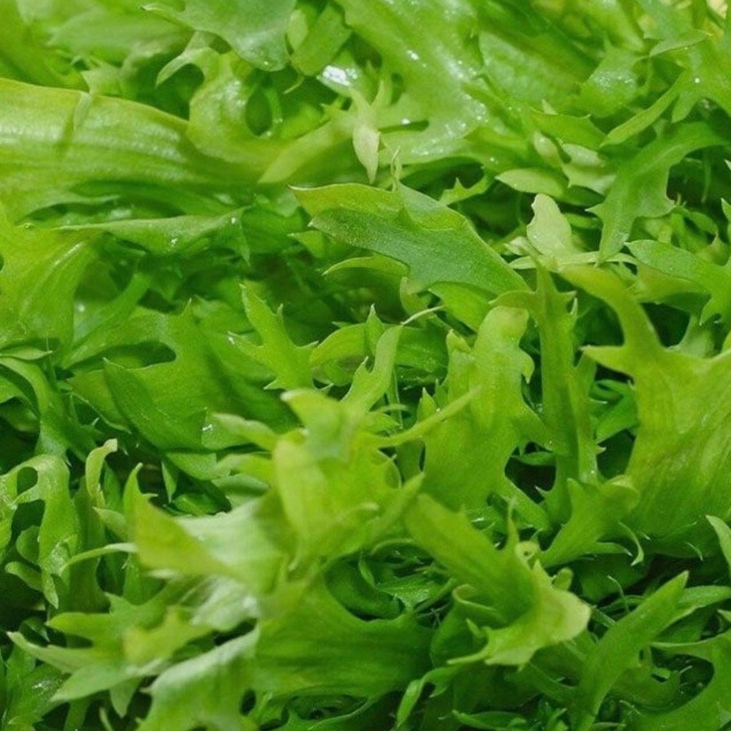 Endive Salad King Seeds