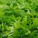 Endive Salad King Seeds