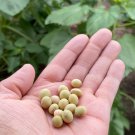 Chiba Green Edamame Seeds