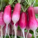 Radish French Breakfast Seeds