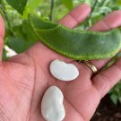 King Of The Garden Lima Bean Seeds Pole