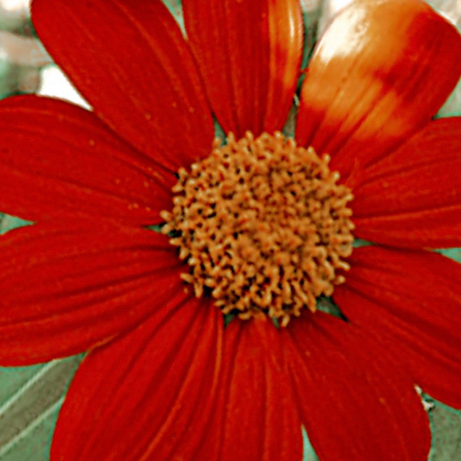 Mexican Sunflower Seeds Tithonia