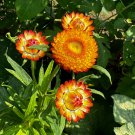 Helichrysum Strawflower Mixed Colors Seeds