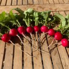 Giant German Radish Seeds