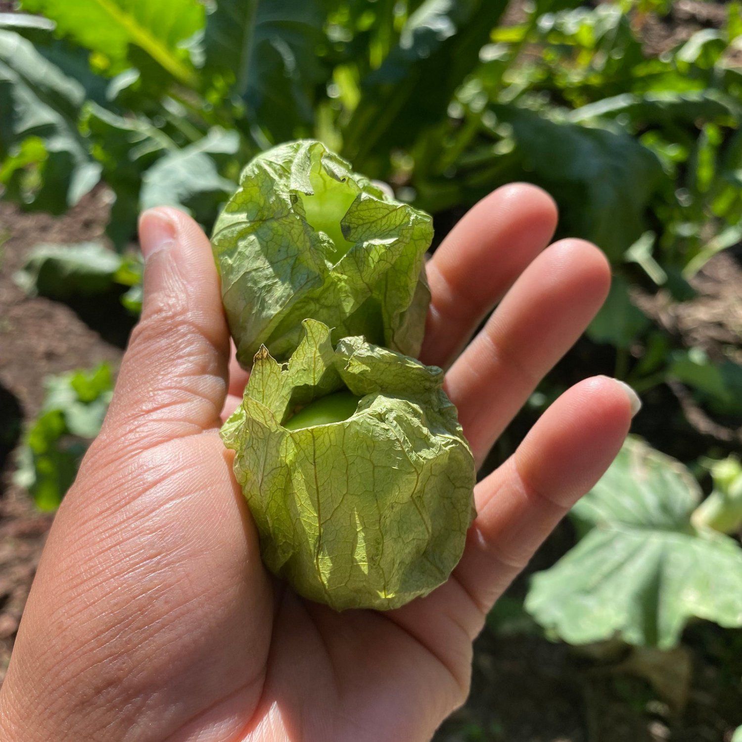 Tomatillo Grande Rio Verde Seeds