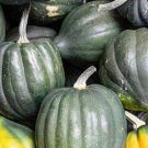 Acorn Winter Squash Seeds Table Queen