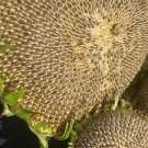 Skyscraper Sunflower Seeds