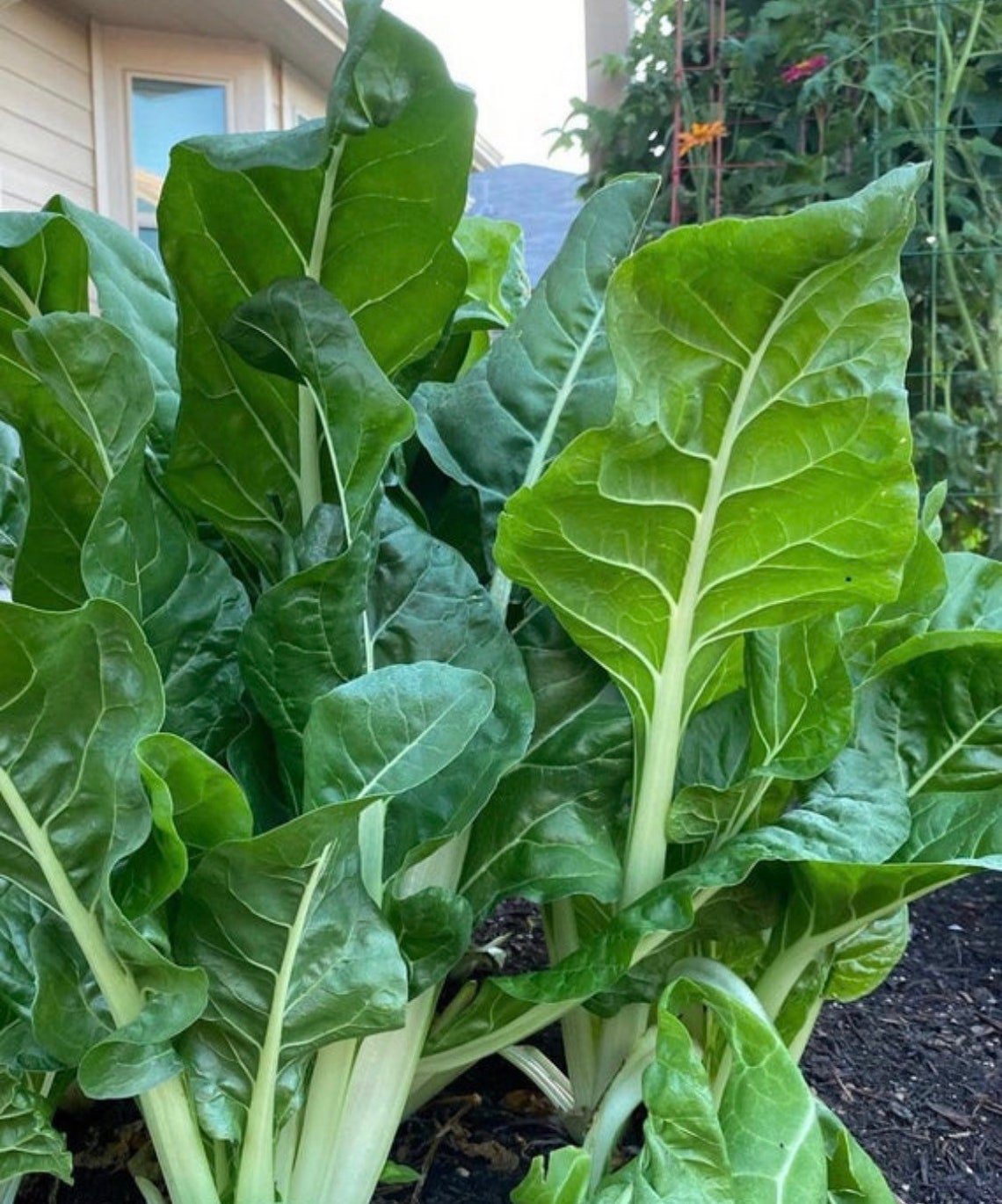 Swiss Chard Lucullus Seeds