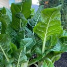 Swiss Chard Lucullus Seeds
