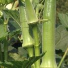 Stewart Zeebest Okra Seeds Organic