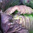 Purple Savoy Cabbage Seeds