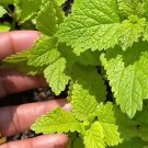 Lemon Balm Seeds